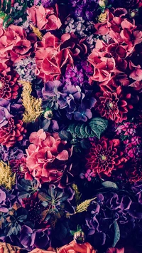 flowers, nature wallpaper