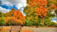 Lebendige Herbstlandschaft mit Ahornbäumen und Bänken