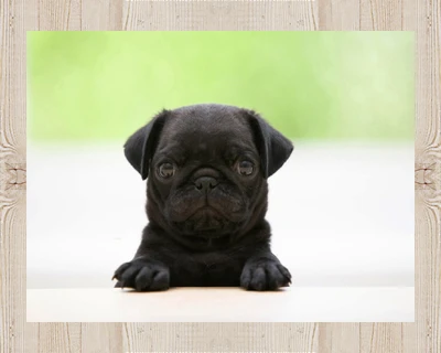 Adorável filhote de pug preto com uma expressão curiosa.