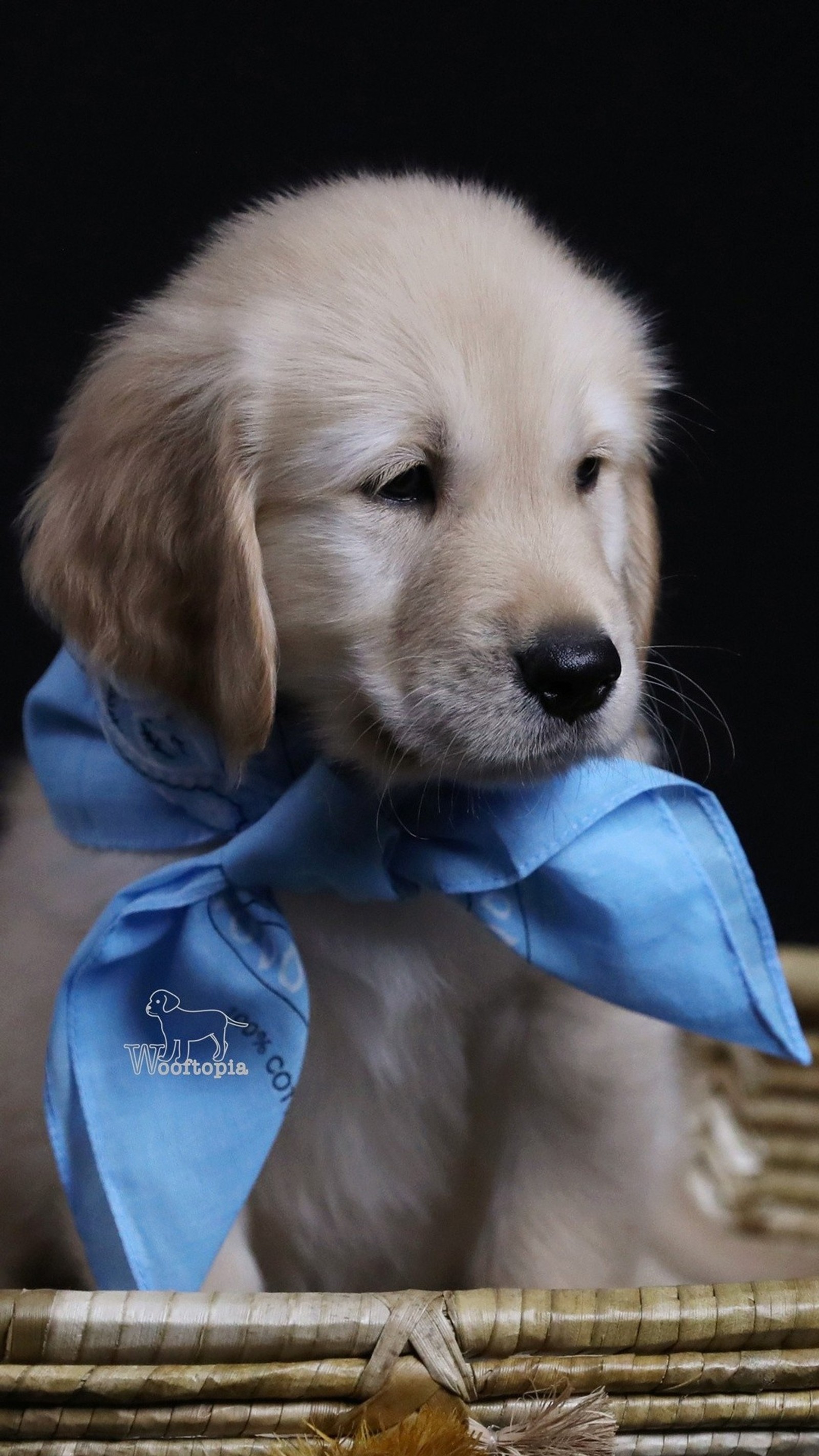 Ein welpe mit einer blauen fliege sitzt in einem korb (niedlich, welpe, hunde, schön, nett)