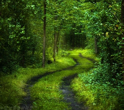 wald, gras, grün, blatt, baum