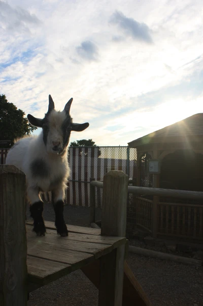 blue, clouds, farm, goat, sky