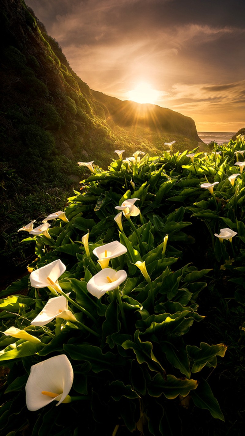 Vue aérienne d'un champ de fleurs avec le soleil se couchant en arrière-plan (lys, printemps)