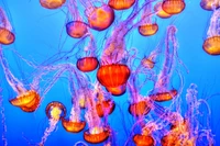 orange jelly fishes, blue background, underwater, marine life, sea life wallpaper