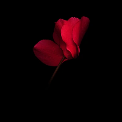 Elegant Red Flower Against a Dark Background