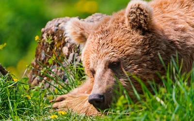 Ours grizzly se reposant dans une luxuriante nature verte