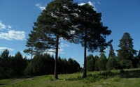 Majestätische Kiefern in einem üppigen Naturschutzgebiet unter klarem Himmel