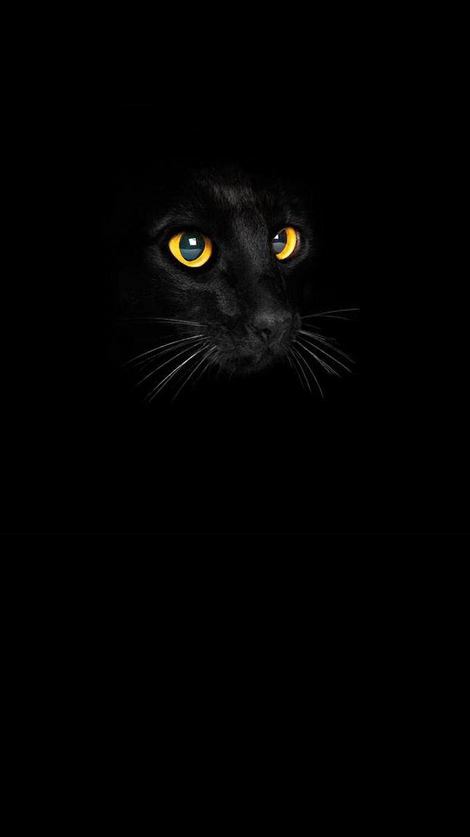 A close up of a black cat with yellow eyes looking at the camera (black cat, cat, snout, whiskers, felidae)