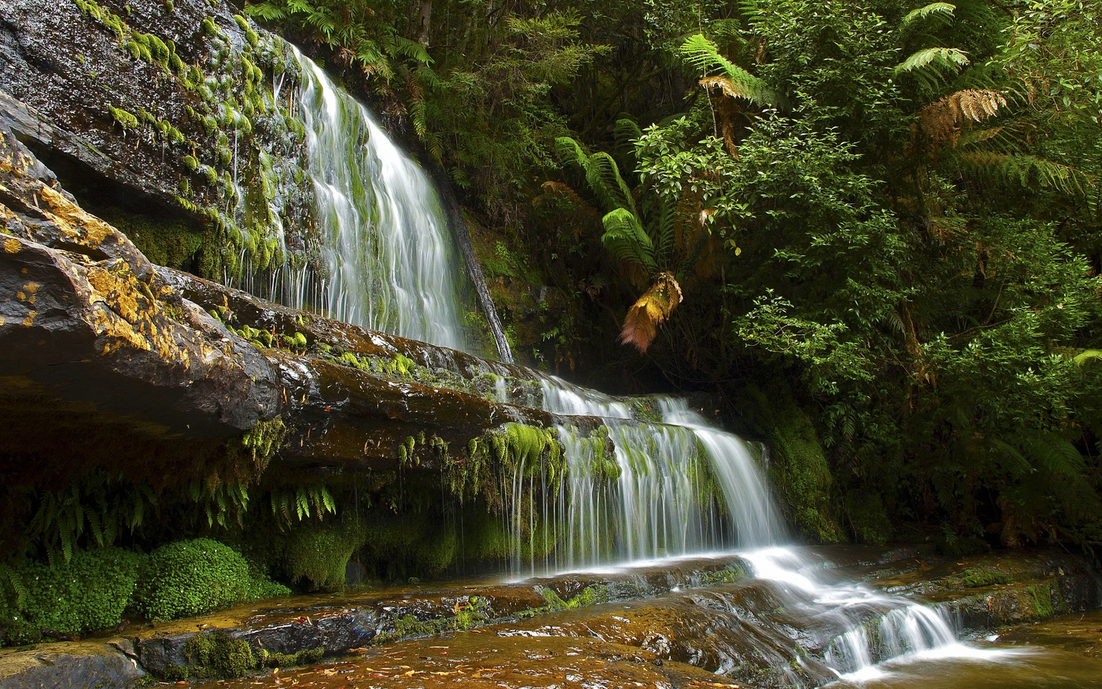 Un primer plano de una cascada en un bosque con musgo en las rocas (cuerpo de agua, naturaleza, agua, cauce, reserva natural)