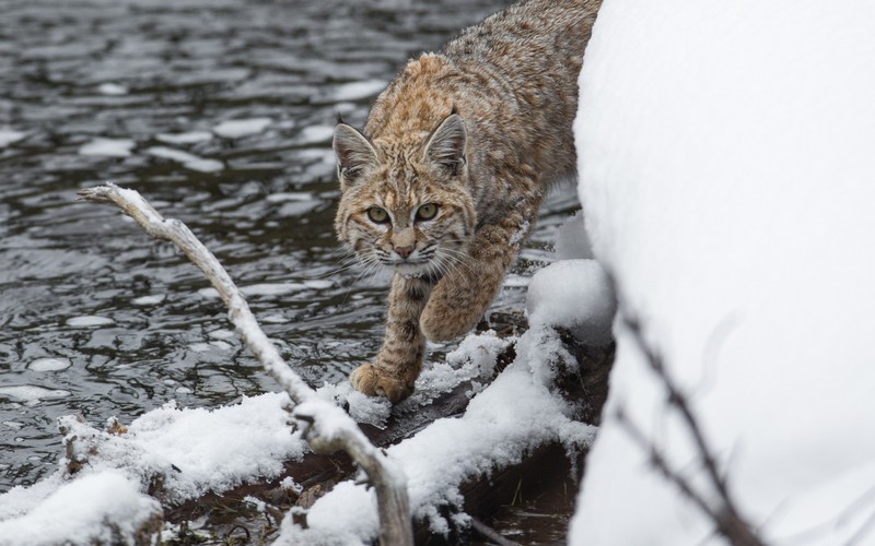 Покрашенный рысь идет по снежному берегу в лесу (felidae, рысь, евразийская рысь, дикая природа, снег)