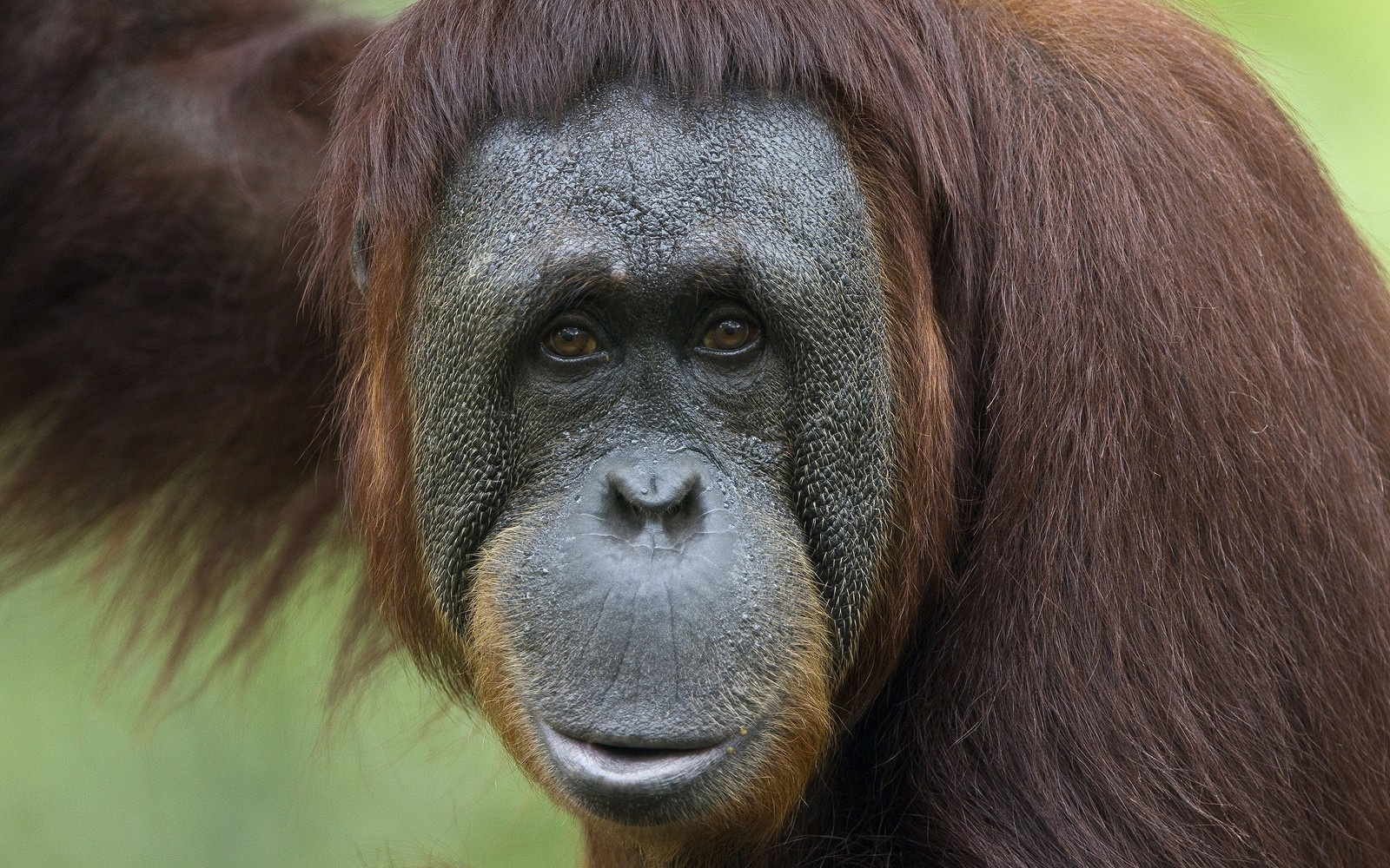 Una jirafa con cabello largo y una cara muy larga (primate, chimpancé, orangután, simio, animal terrestre)