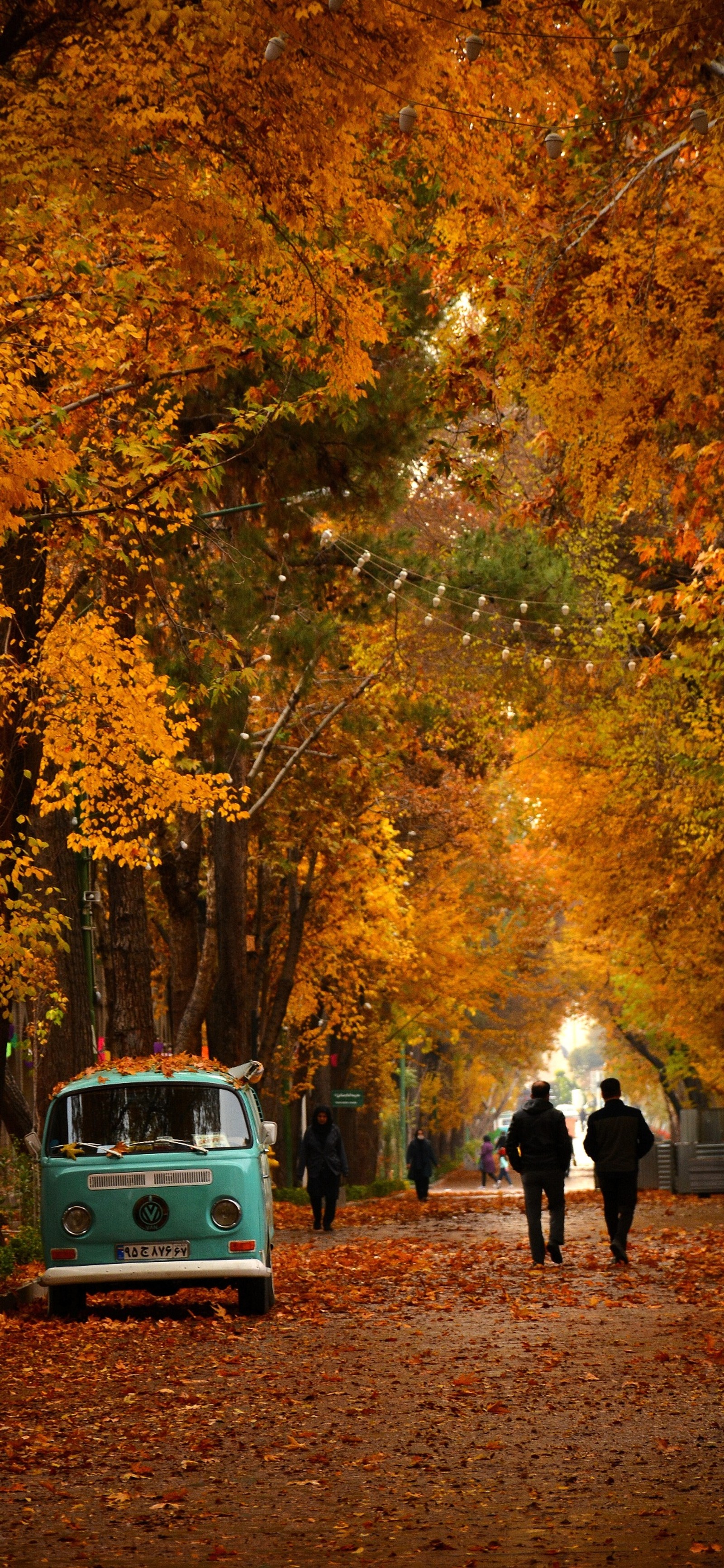 Lade blatt, laubabwerfend, baum, herbst, van Hintergrund herunter