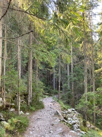 Serene Trail Through Old Growth Forest