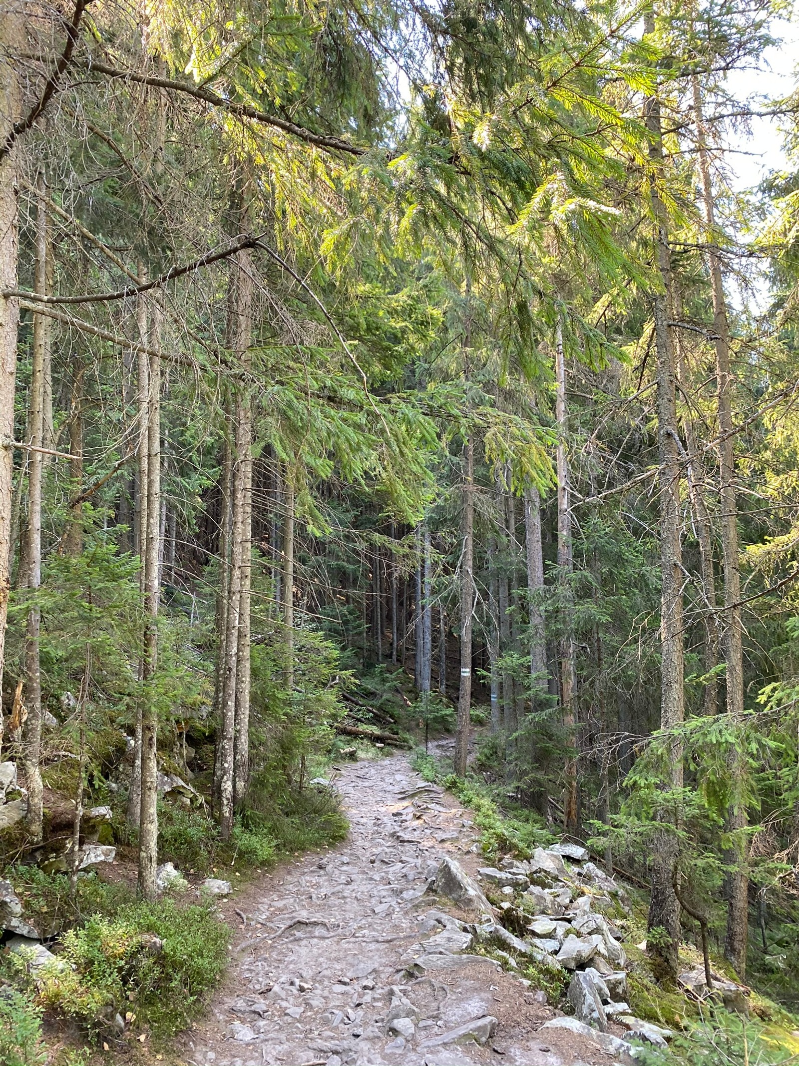 Existe um caminho de terra na floresta com pedras e árvores (árvore, vegetação, natureza, ambiente natural, comunidade vegetal)