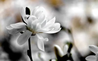 flowering plant, white, petal, plant, spring wallpaper