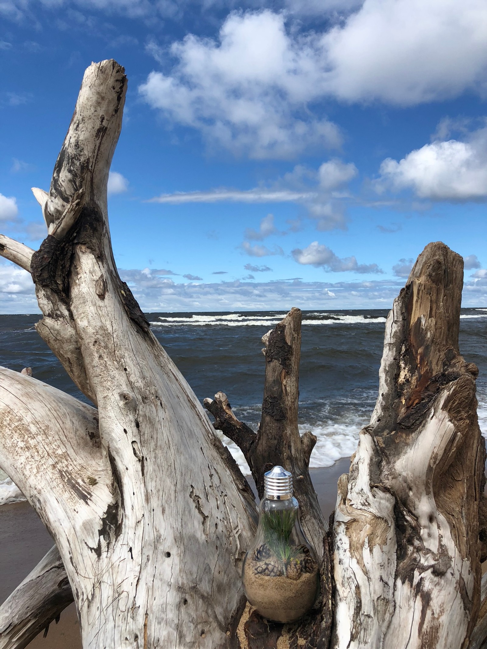 There is a vase sitting on a tree trunk on the beach (driftwood, science, biology, wood, cloud)