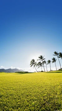 Pradera verde vibrante bajo un cielo azul claro