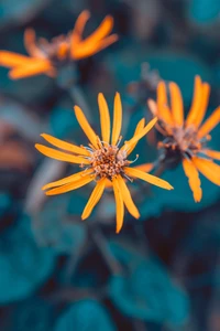 Lebendige orangefarbene Wildblumen vor dem Hintergrund von üppigem grünem Laub.