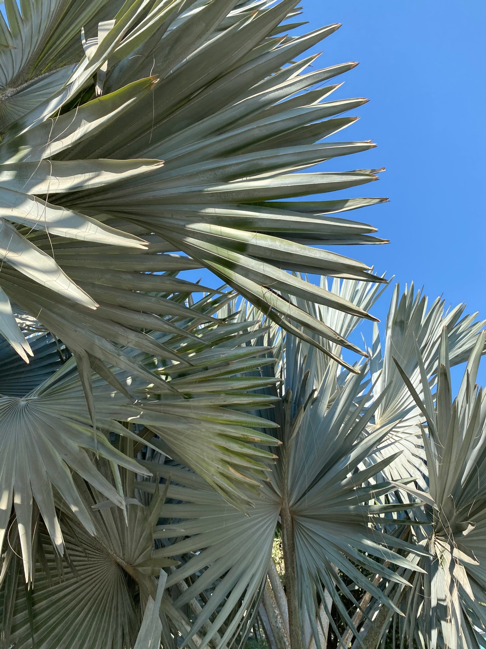 Es gibt eine große palme mit einer uhr darauf (pflanzen, blau, tageszeit, blatt, gehölz)