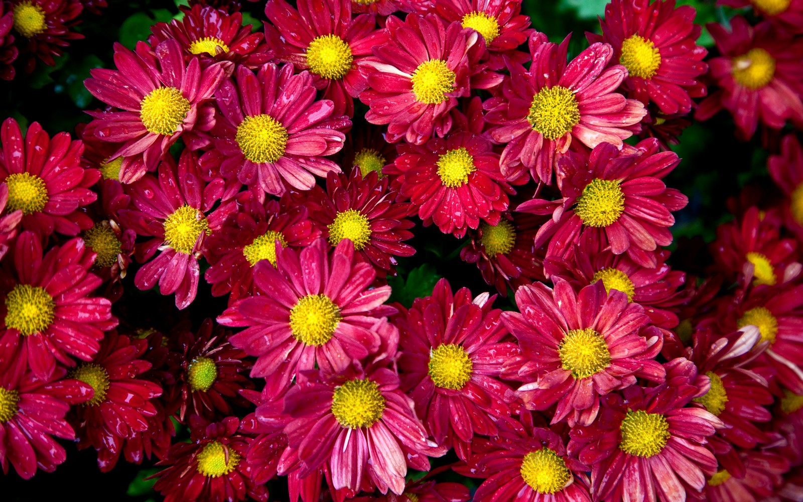 Un primer plano de un ramo de flores rojas con centros amarillos (planta floreciendo, planta, pétalo, crisantemos, planta anual)