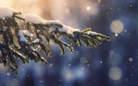 Mit Schnee bedeckte Tannenzweige glitzern im sanften Sonnenlicht vor einem winterlichen Himmel und schaffen eine ruhige, atmosphärische Szene.