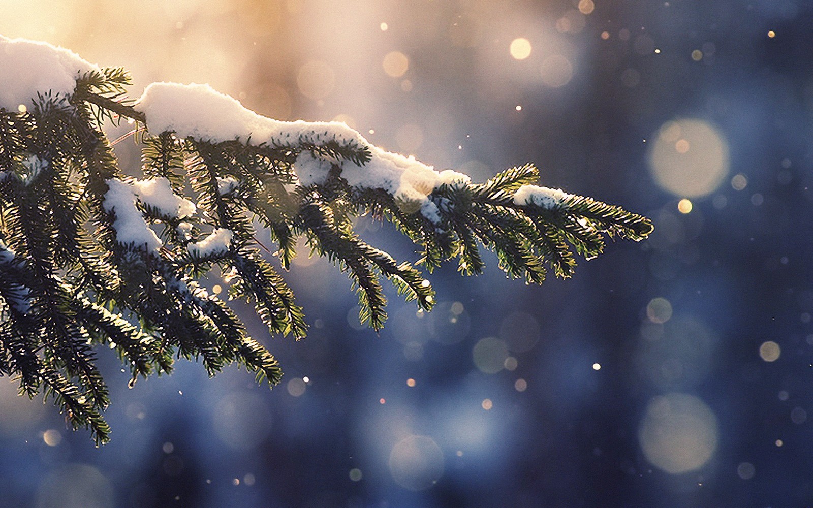 apple, freezing, fir, sky, tree Download Wallpaper