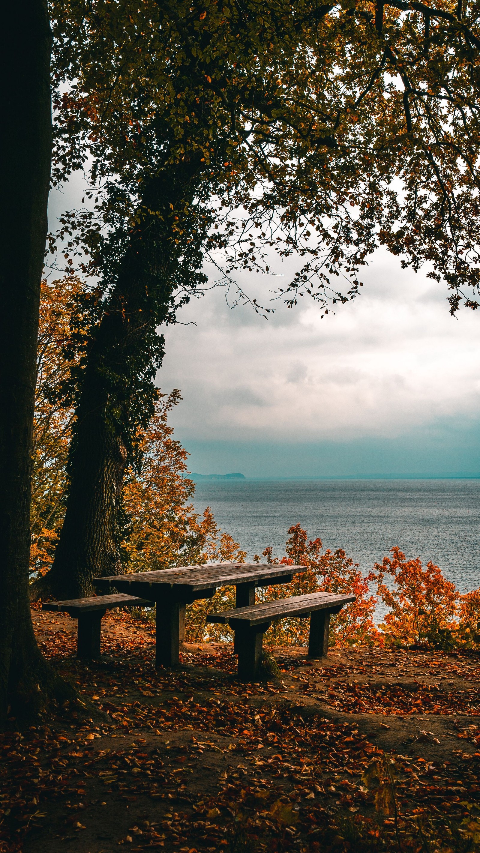 Il y a un banc qui est assis sous un arbre près de l'eau (nature, table, nuage, eau, plante)