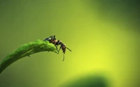 Primer plano de hormigas en una hoja en su hábitat natural