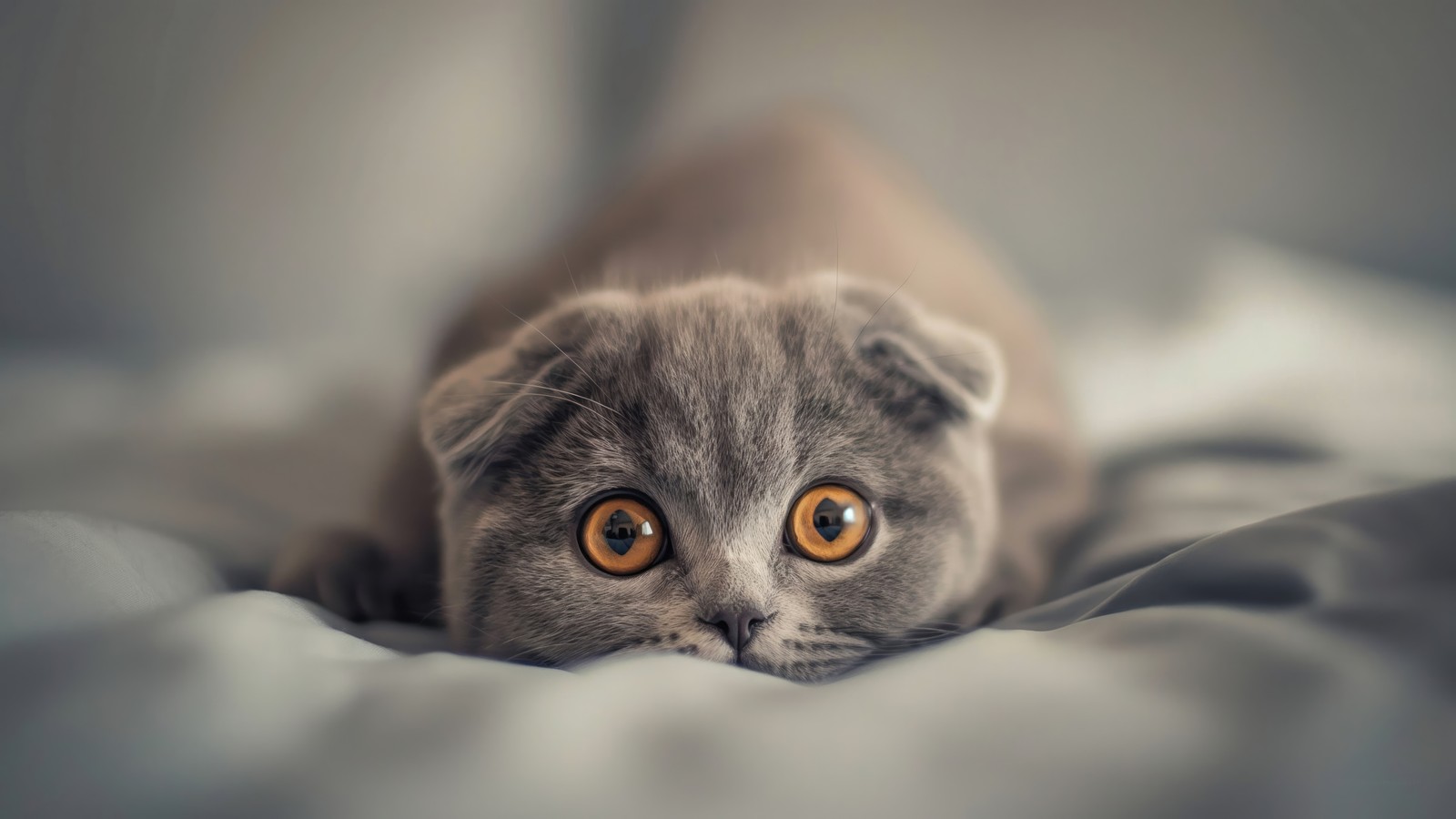 Há um gato deitado em uma cama (scottish fold, gato, animais)