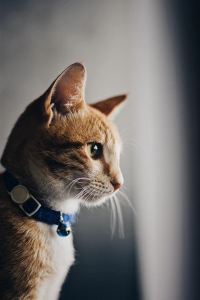 Profile of a kitten with distinctive whiskers and a blue collar, showcasing its attentive gaze.