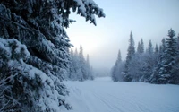 Paisaje invernal sereno con árboles cubiertos de nieve y suave niebla