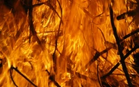 Intense Flames Consuming Wood and Branches in a Wildfire