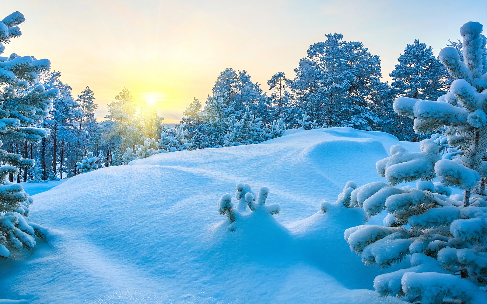 Um close em um campo coberto de neve com árvores e sol (neve, inverno, azul, natureza, árvore)