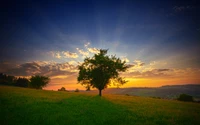 Einsamer Baum bei Sonnenuntergang über einer ruhigen Graslandschaft