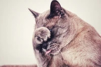 Playful Cat Grooming with Whiskers and a Sticking Out Tongue