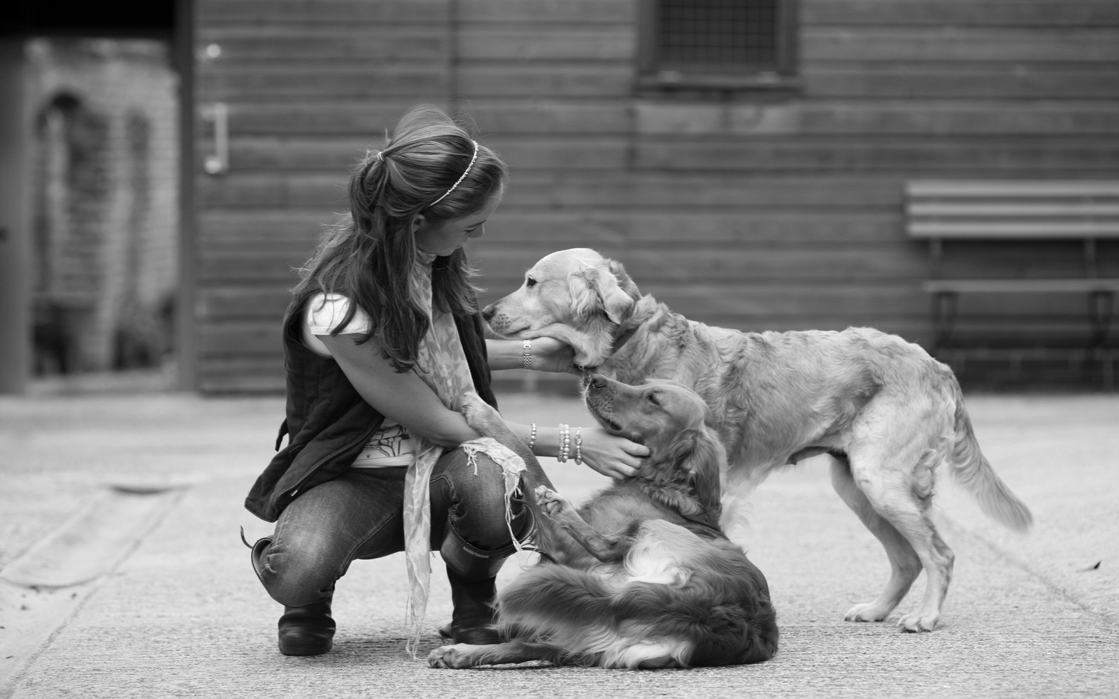 Скачать обои черно белый, порода собак, ваймаранер, weimaraner, позвоночное