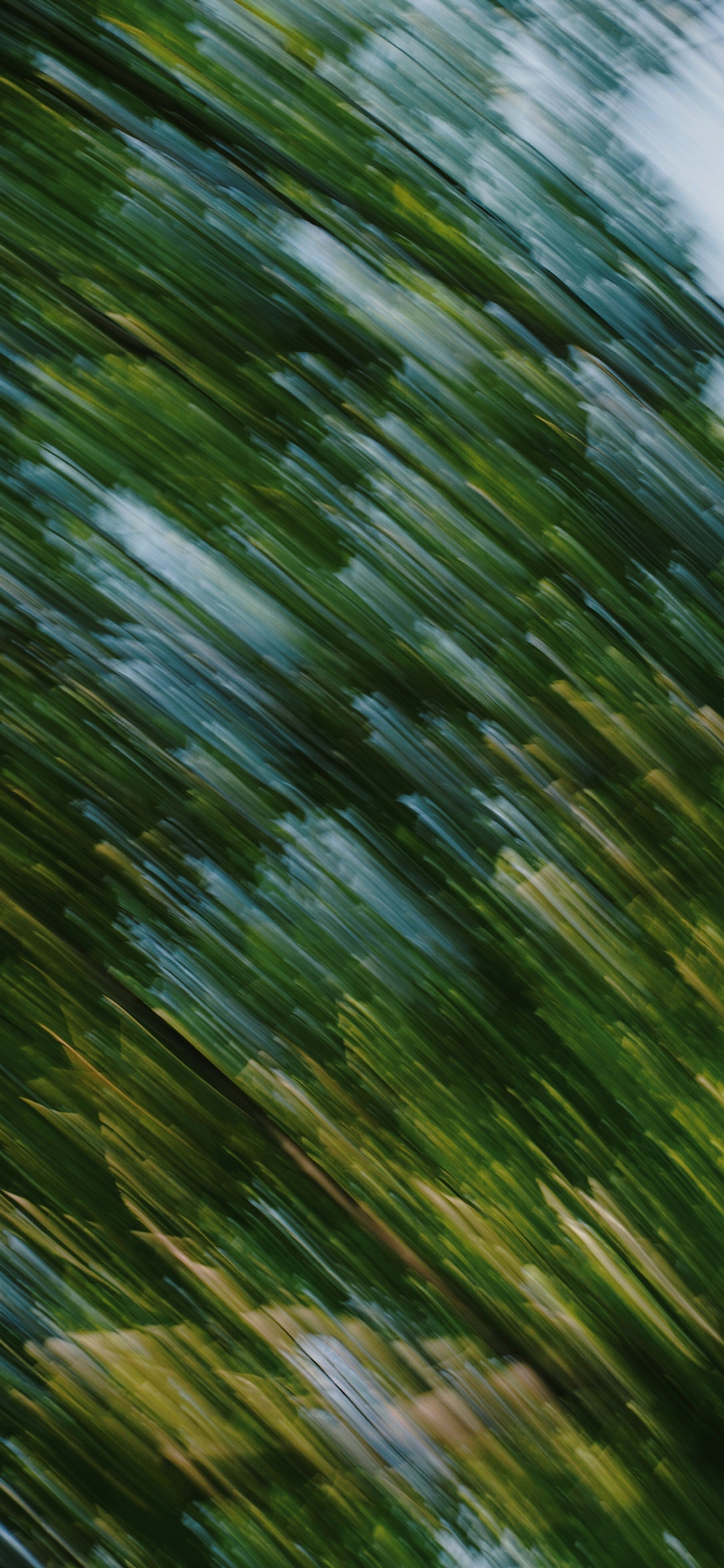 Blurry photograph of a person riding a skateboard on a skateboard ramp (vegetation, leaf, natural material, terrestrial plant, grass)