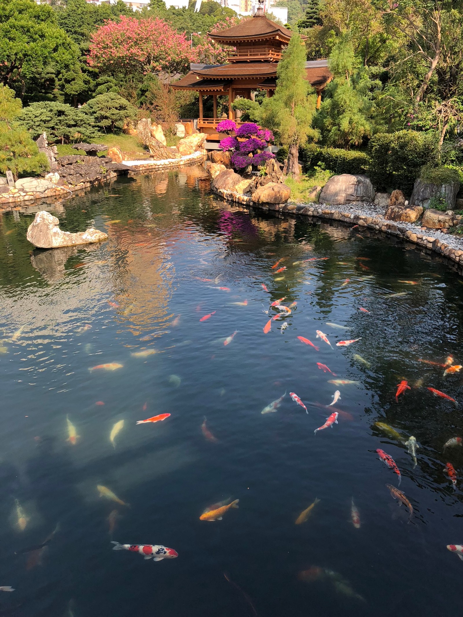 Há muitos peixes nadando no lago no jardim (reflexo, curso dágua, recursos hídricos, elemento de água, lagoa de peixes)