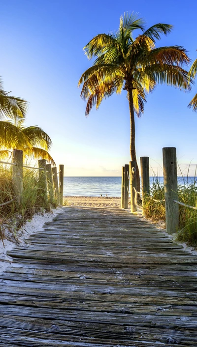 plage, nature, palmier