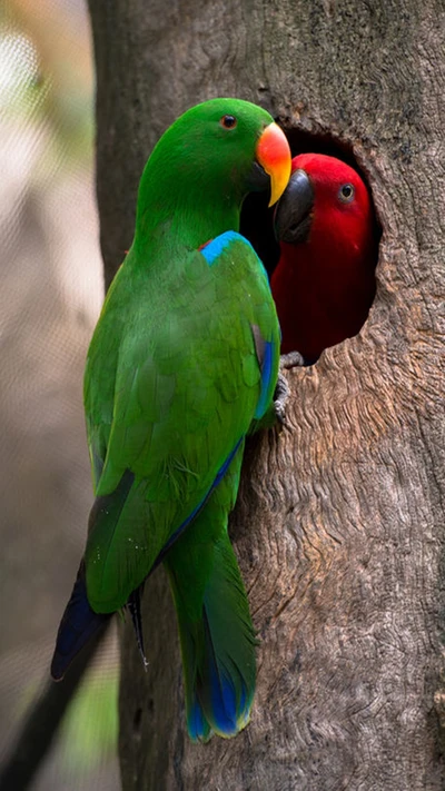 casal, papagaio