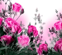 beautiful, roses wallpaper