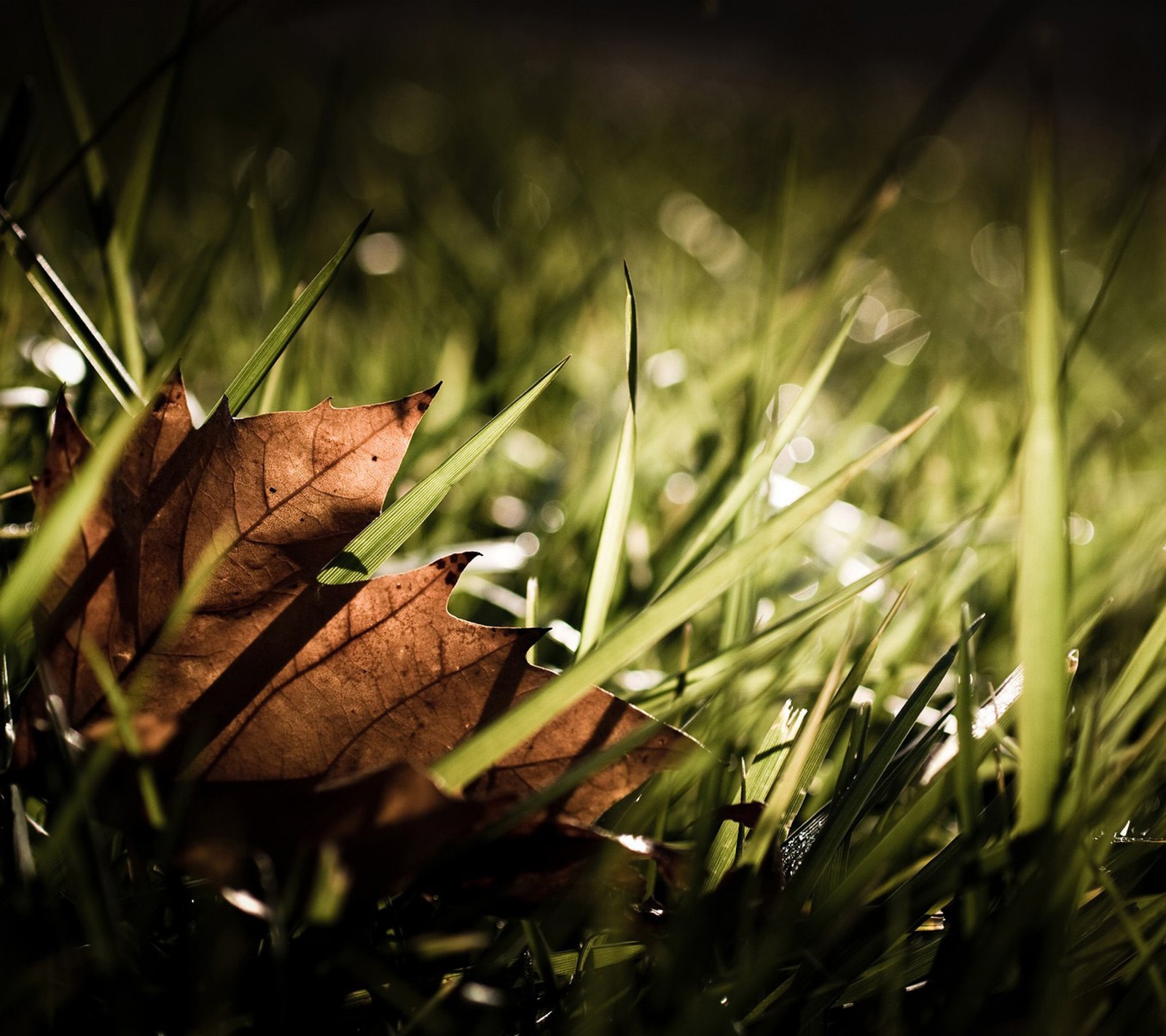 Ein blatt liegt im gras (hd, blatt)