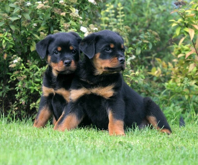 mignon, chiots