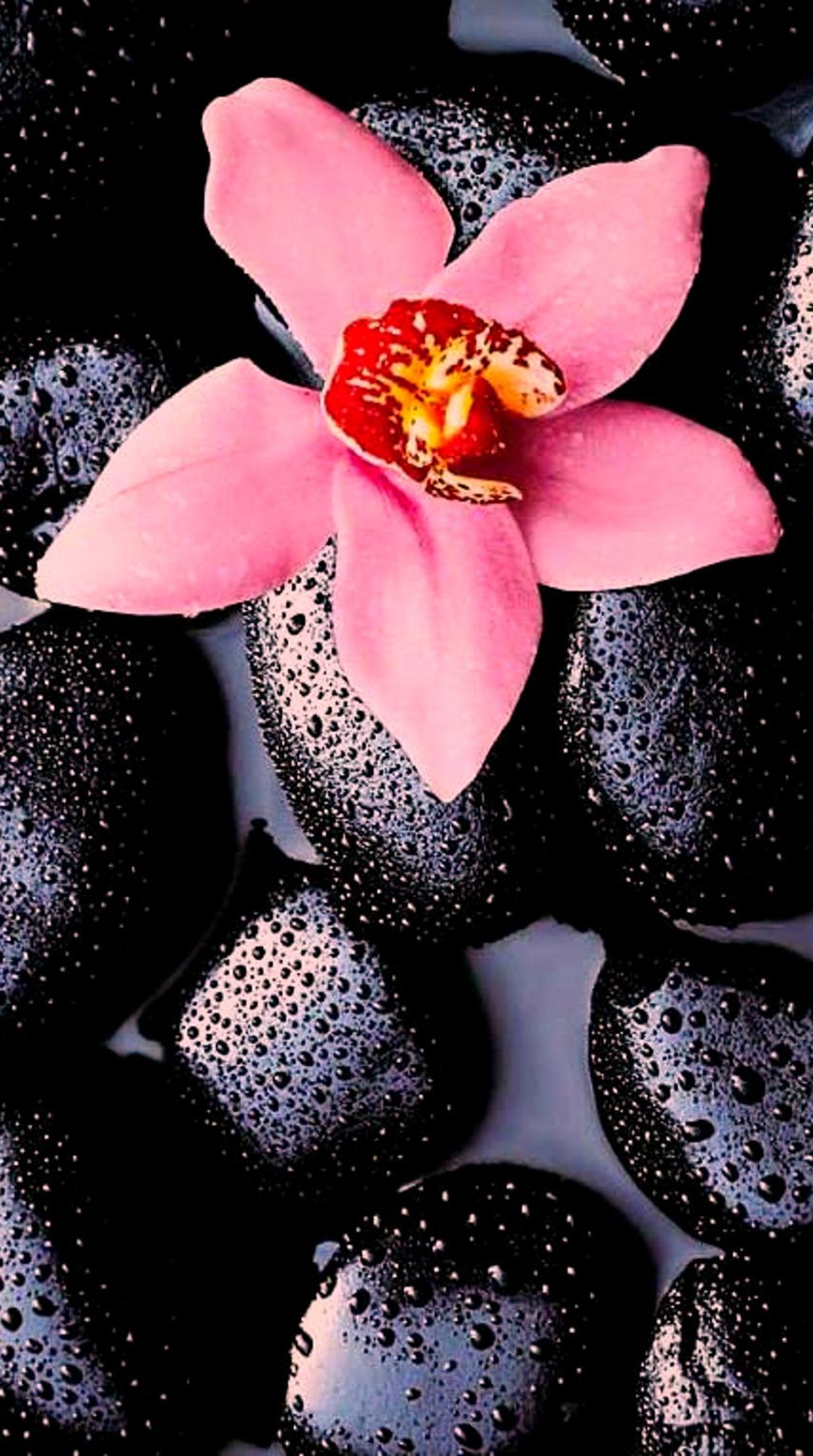 There is a pink flower sitting on top of black stones (flower, nature, pink)