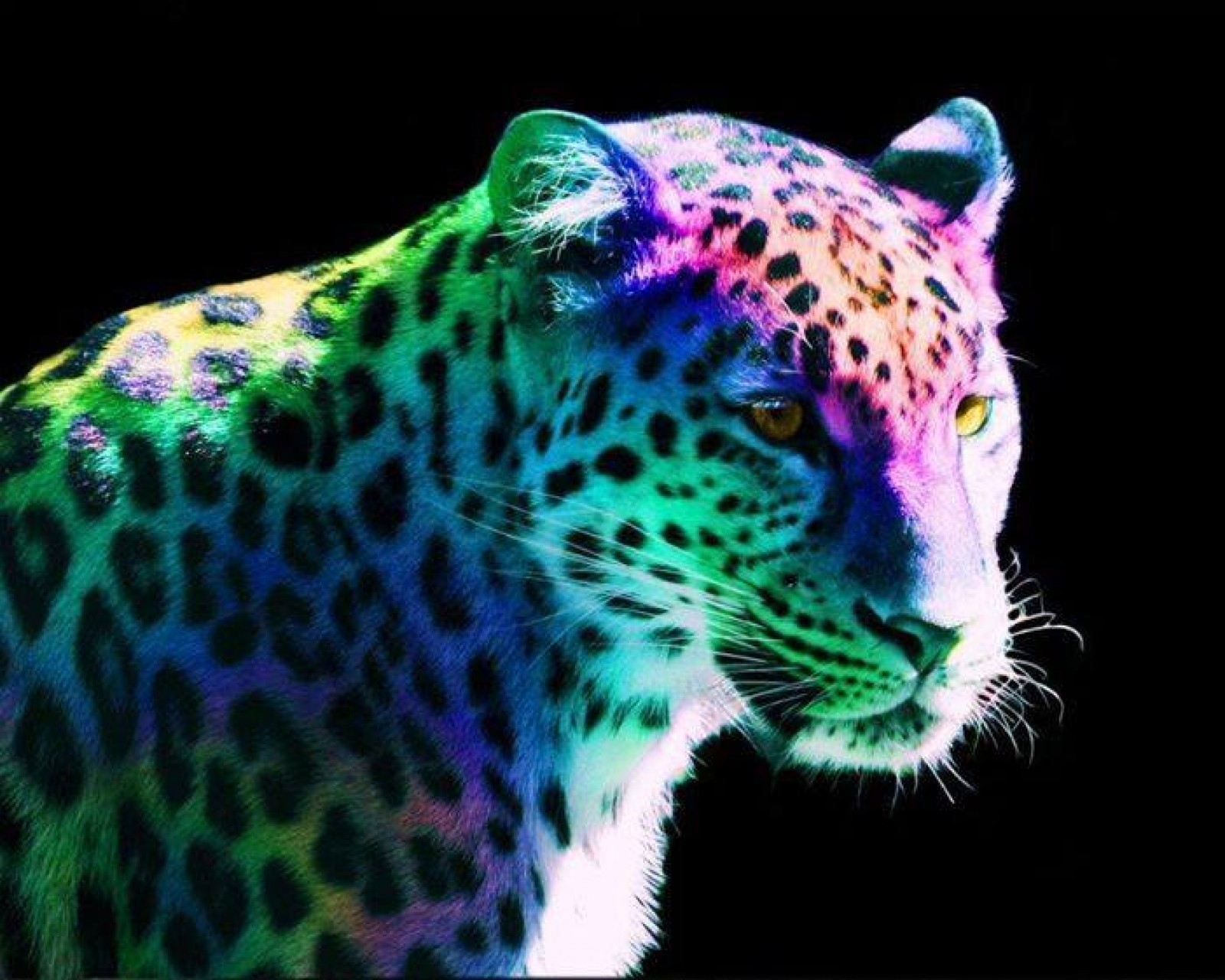 Descargar fondo de pantalla animales, grandes felinos, leopardos