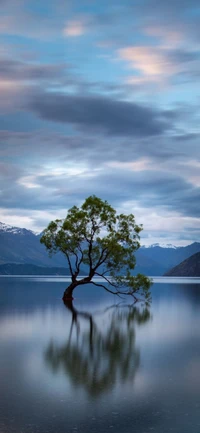 Einsamer Baum, der sich in ruhigem Wasser unter einem blauen Himmel spiegelt