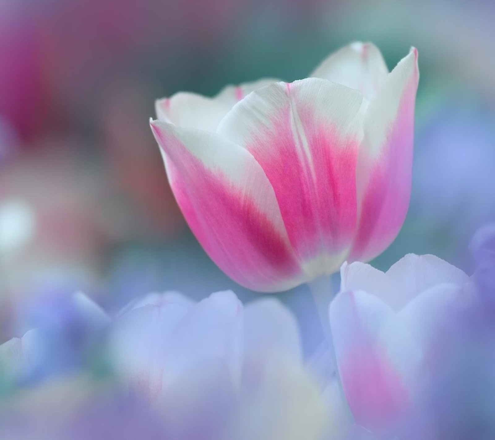 flower, pink wallpaper