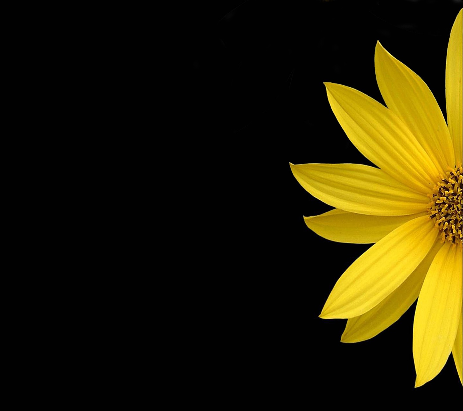 Yellow flower with a black background (best, flower, yellow)