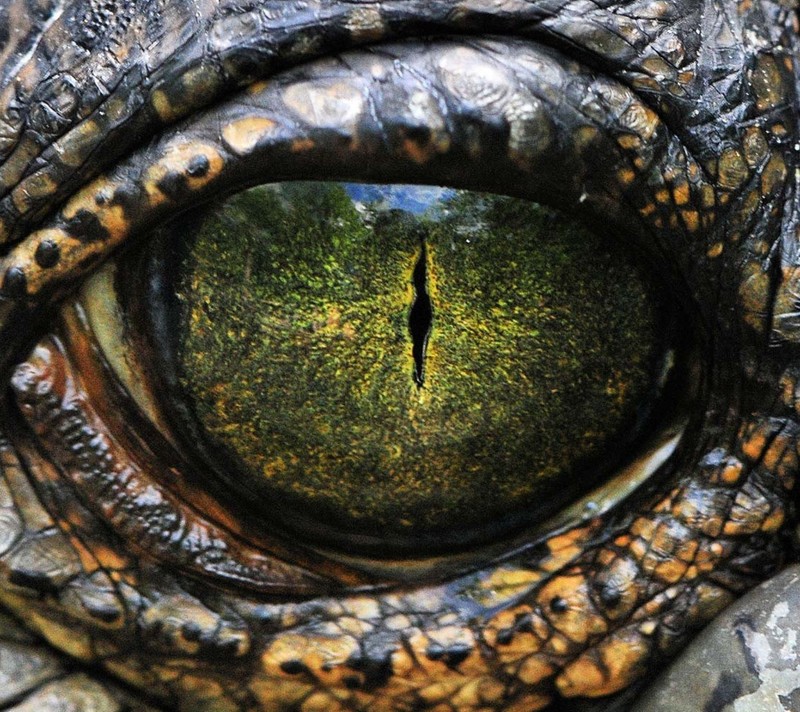 Крупный план глаза крокодила с зеленым зрачком (аллигатор, alligator eye, green eye, рептилия)