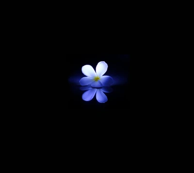 Réflexion de fleur bleue sur fond noir